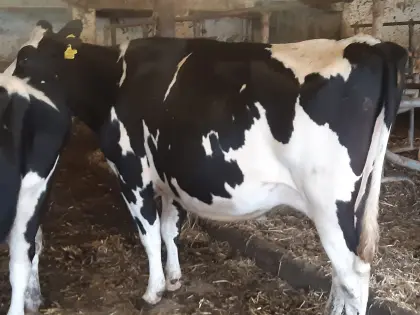 HF Kühe Bio