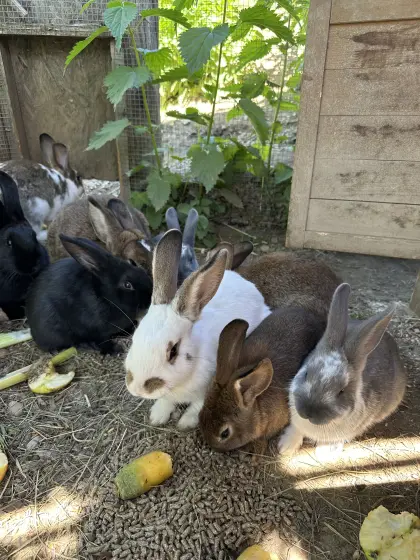 Kaninchen