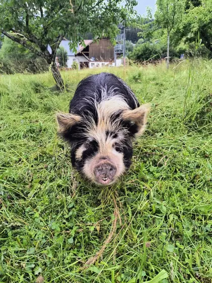 Kune Kune Zuchtsauen