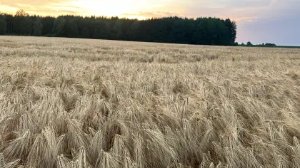 Stroh ab Feld, 6 ha, Gerstenstroh