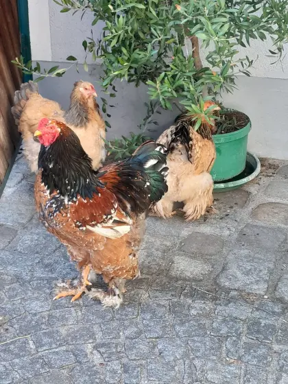 Brahma Küken