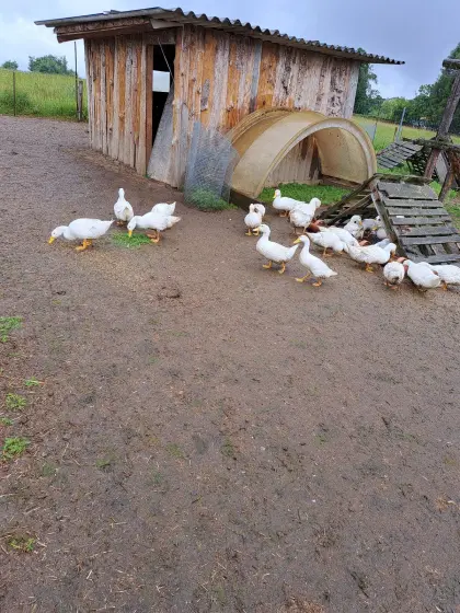 Bio-Enten, Bio-Gänse