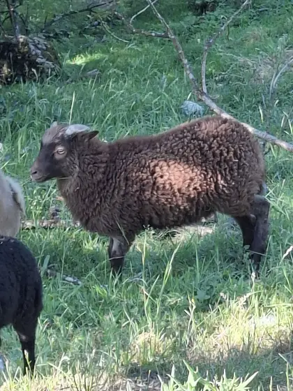 Ouessant, Quessant, Zwergschaf