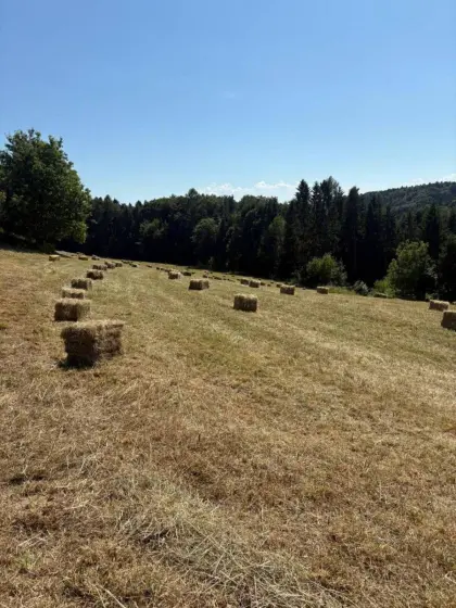 Heuballen, 1. Schnitt 7/25