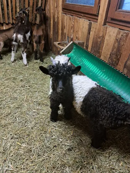 Walliser Bockkitze