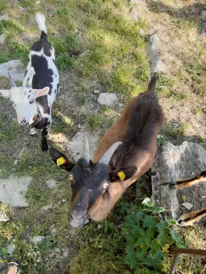 Ziege mit Kitz