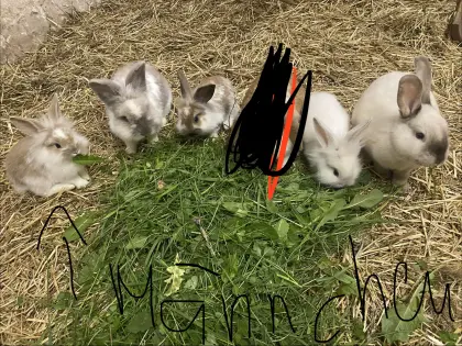 Kaninchen
