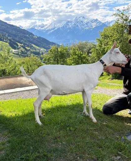 Saanenziege mit Kitz