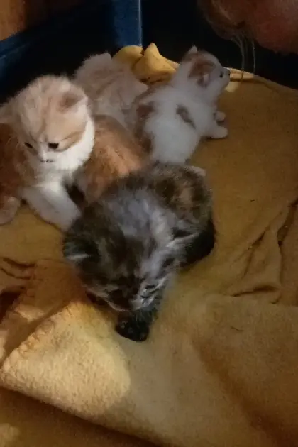 Babykatzen