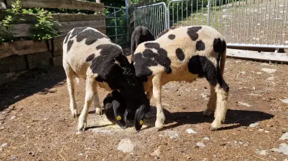 Tscheggen-Widder