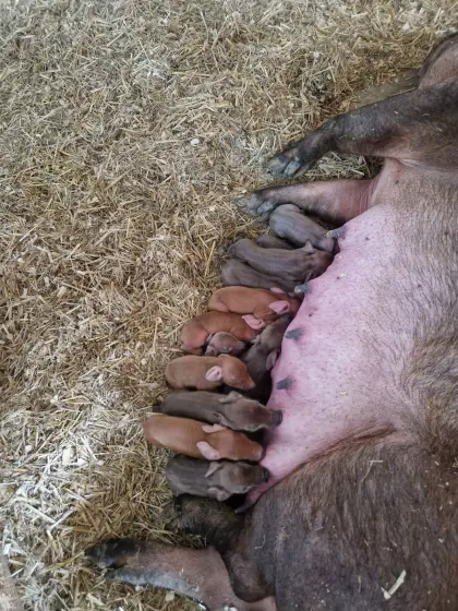 Duroc Ferkel
