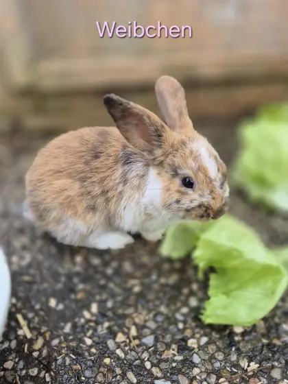 Kaninchen suchen ein liebevolles Zuhause