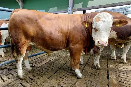Fleckvieh-Fleisch-Zuchtstier, genetisch hornlos