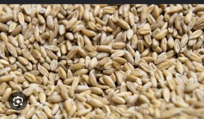 Bio-Getreide, Triticale, Roggen, Gerste, Weizen