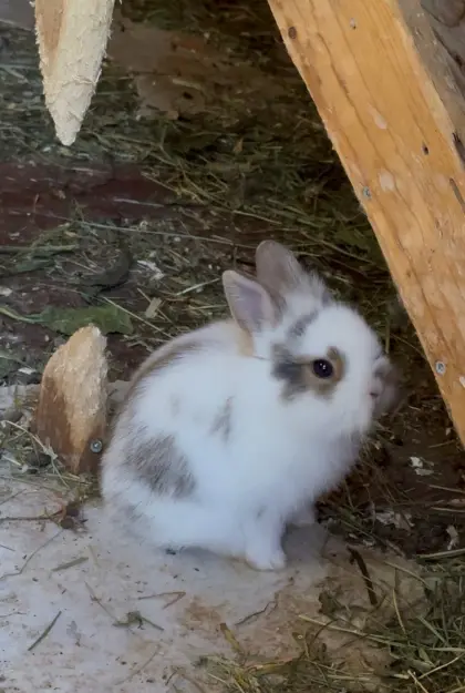 Zwergkaninchen