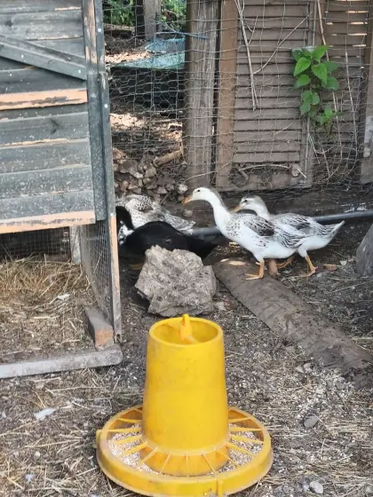 5 Laufenten