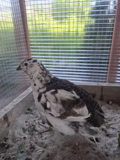 Wachtelhahn