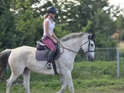 Tschechisches Warmblut