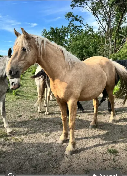 Warmblutwallach