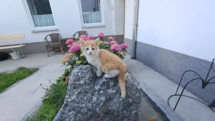 Babykatzen