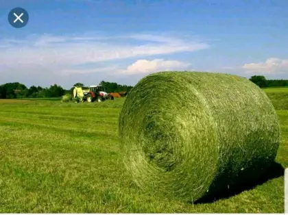 Heu-Rundballen 1,50 m