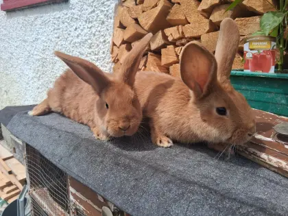 Neuseeländer Fleischhasen