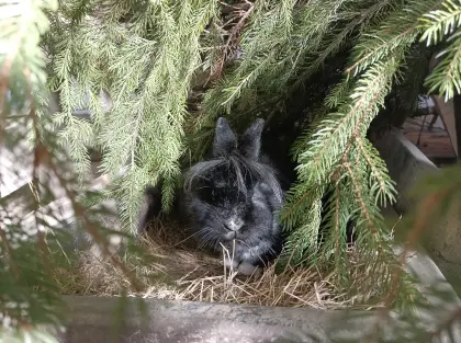 Kaninchen