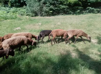 Bergschafe, Weidelämmer biozertifiziert