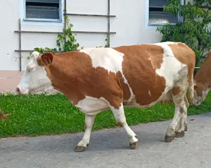 Bio-Mutterkuh