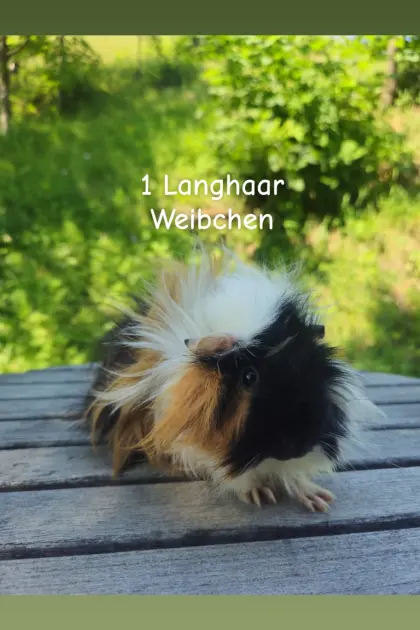 Meerschweinchen zu verkaufen