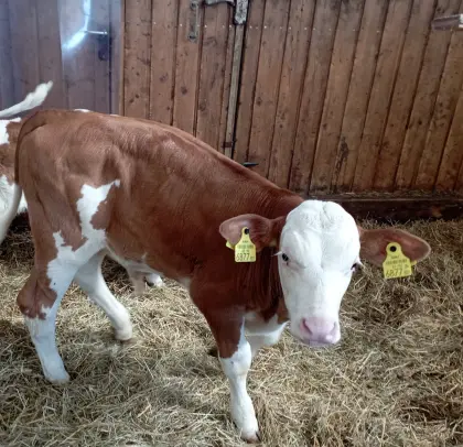 Bio-Stierkalb genetisch hornlos
