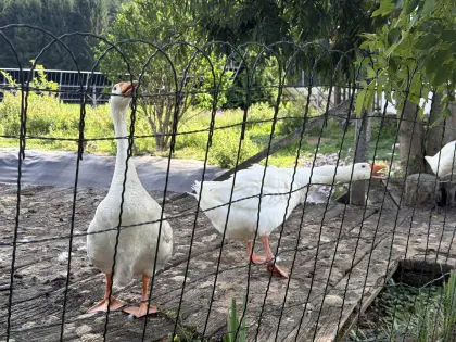 Zwei weiße Hausgänse