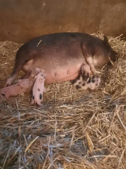 Mikroschweine