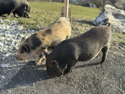 Minischweine Kune Kune
