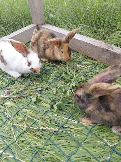 Kaninchen