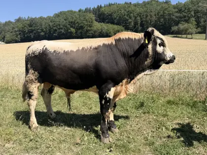 Pustertaler Sprinzen Stier, gekört