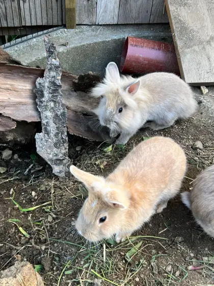 Zwergkaninchen