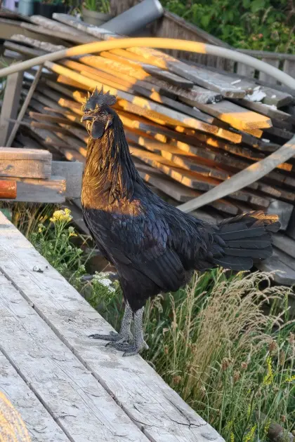 Ayam Cemani Hahn