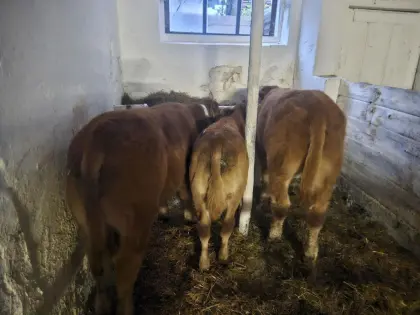 Limousin reinrassig