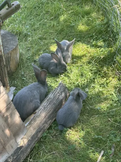 Junge Deutsche Riesen Fleischhasen