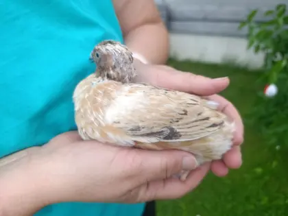 Wachtelhahn