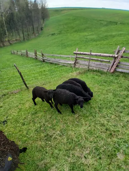 Jura-Lämmer abzugeben
