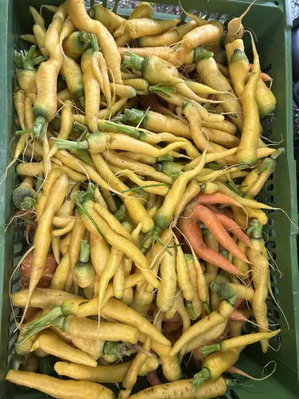Frische Futterkarotten