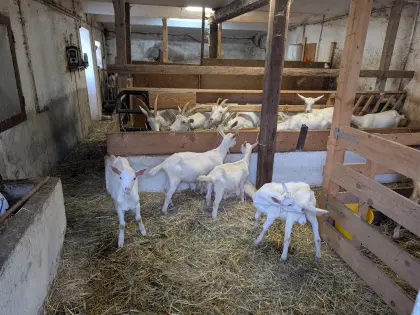Herdenauflösung Saanenziegen