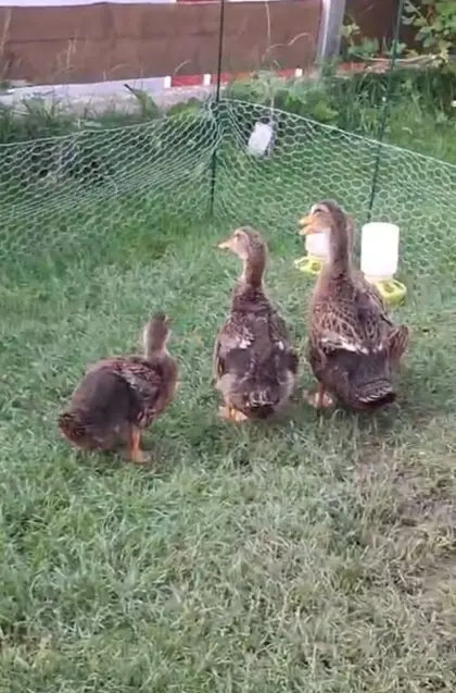Enten