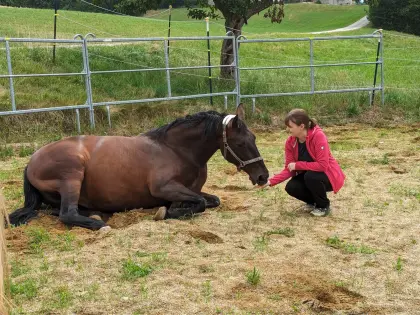 Suche Pony als Beisteller