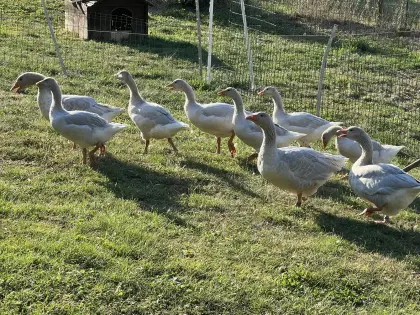 Fränkische Landgänse
