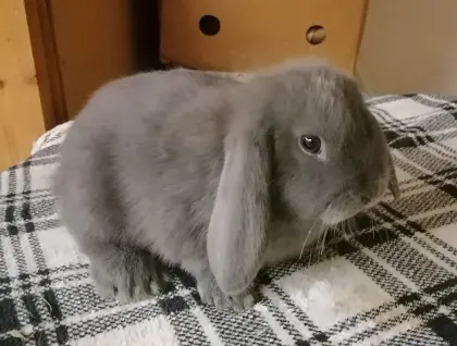 NHD Mini-Lop Zwergwidder Rammler