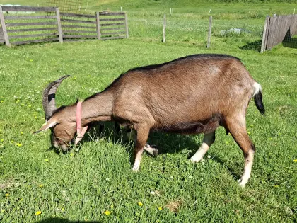Pinzgauer Strahlenziege