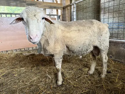 Merino-Fleischschaf-Widder